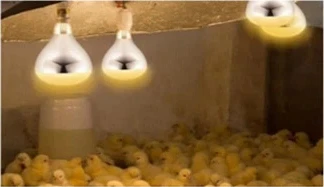 Sensor light